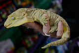 Load image into Gallery viewer, Breeding Pair Leachianus Geckos