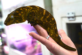 Load image into Gallery viewer, Breeding Pair Leachianus Geckos