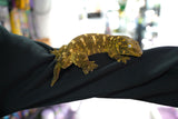 Load image into Gallery viewer, Breeding Pair Leachianus Geckos