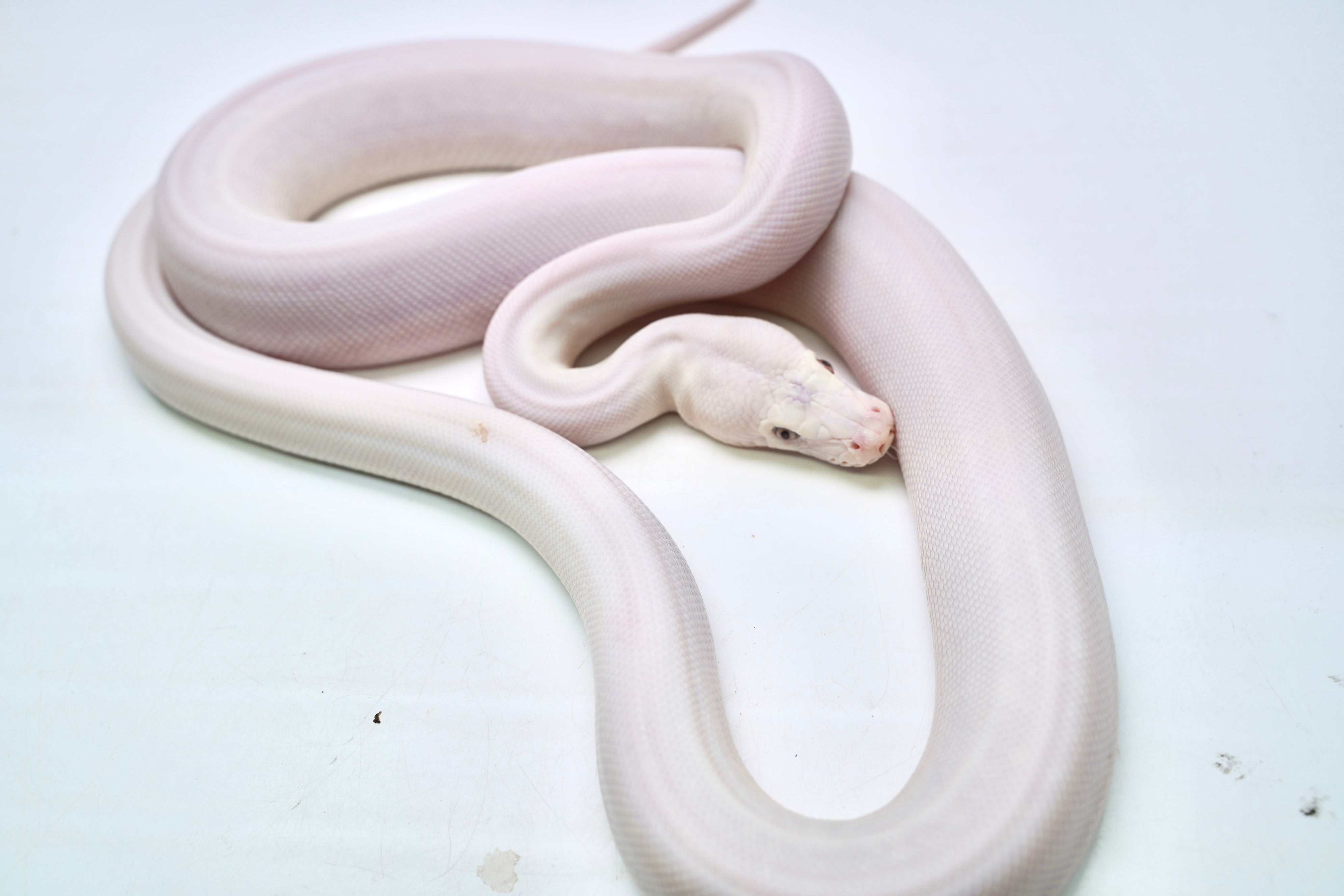 Phantom Plutonium Reticulated Python Female Super Phantom Reticulated Python – New England Reptile - NERD