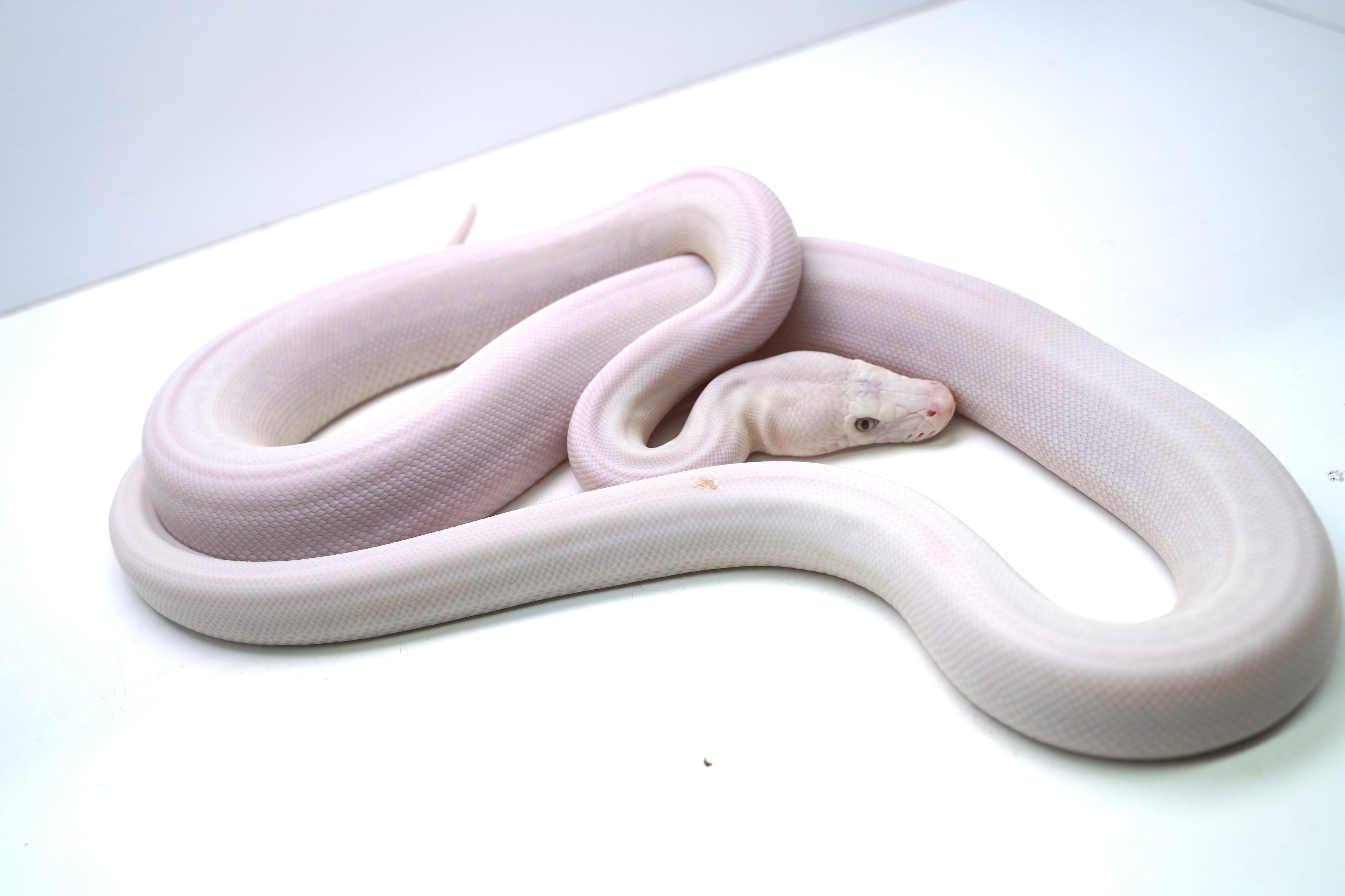 England Python Female Super Phantom Reticulated Python – New England Reptile - NERD