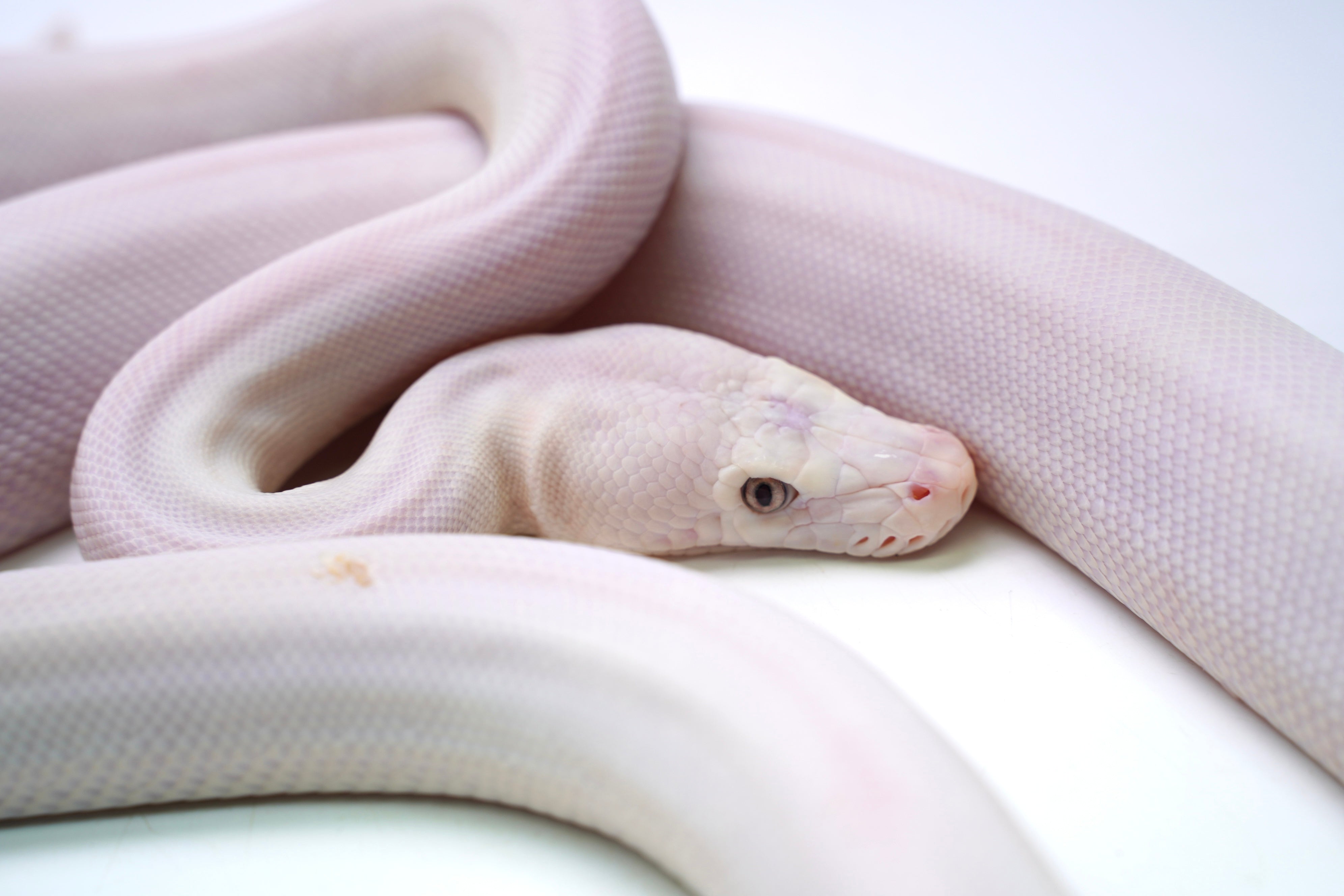 England Python Female Super Phantom Reticulated Python – New England Reptile - NERD