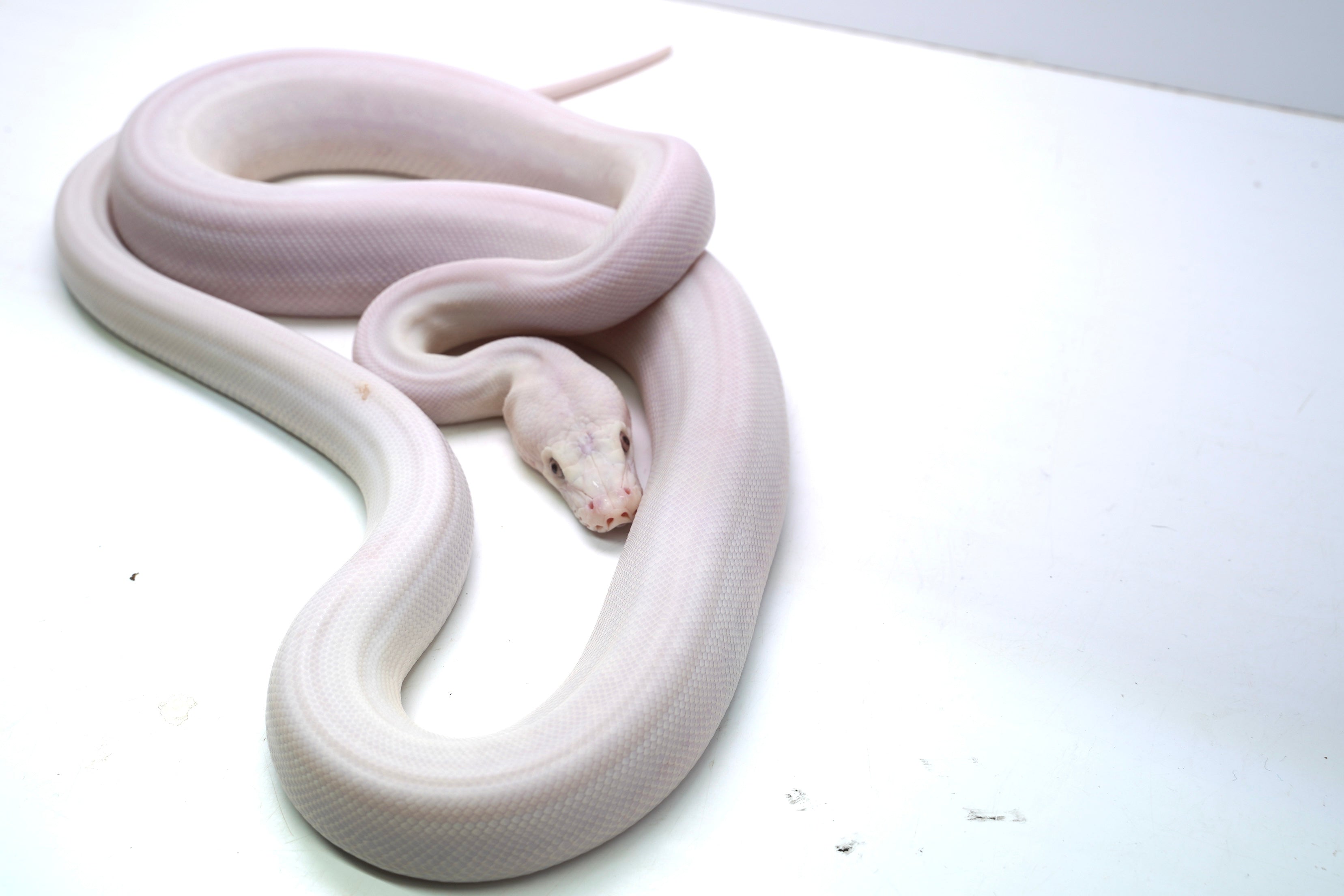 England Python Female Super Phantom Reticulated Python – New England Reptile - NERD