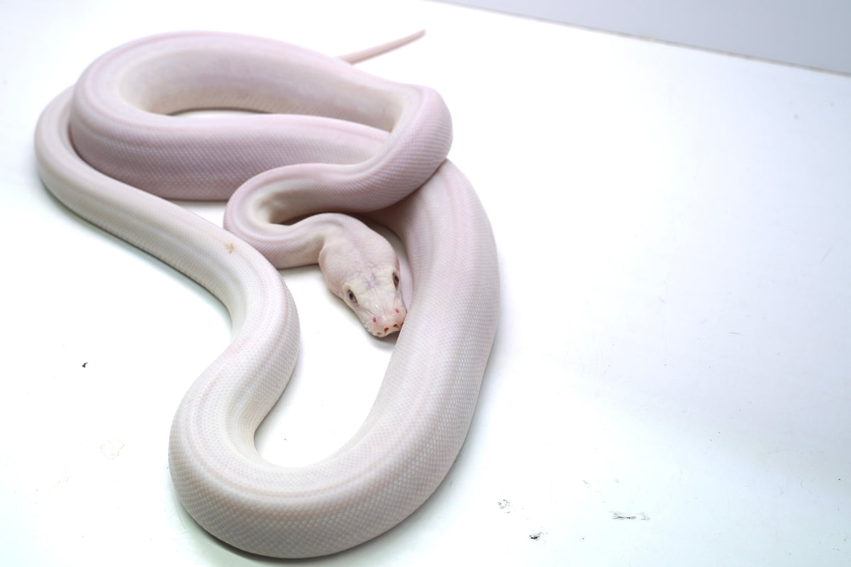 Female Super Phantom Reticulated Python – New England Reptile - NERD
