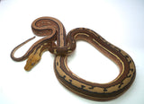 Load image into Gallery viewer, Female Tiger Orange Ghost Stripe