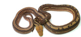 Load image into Gallery viewer, Female Tiger Orange Ghost Stripe