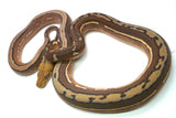 Load image into Gallery viewer, Female Tiger Orange Ghost Stripe