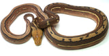 Load image into Gallery viewer, Female Tiger Orange Ghost Stripe