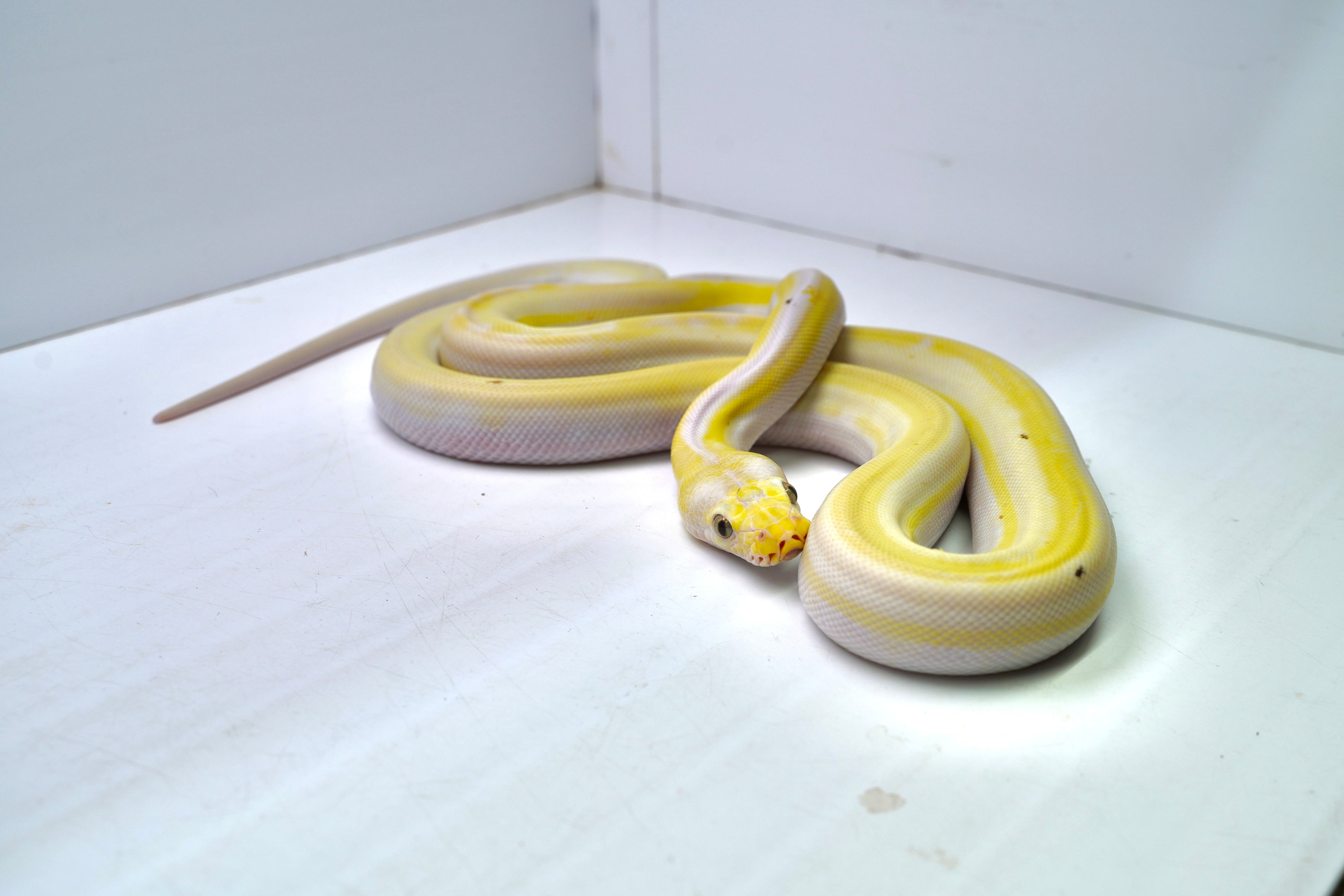England Python Female Cow Reticulated Python – New England Reptile - NERD