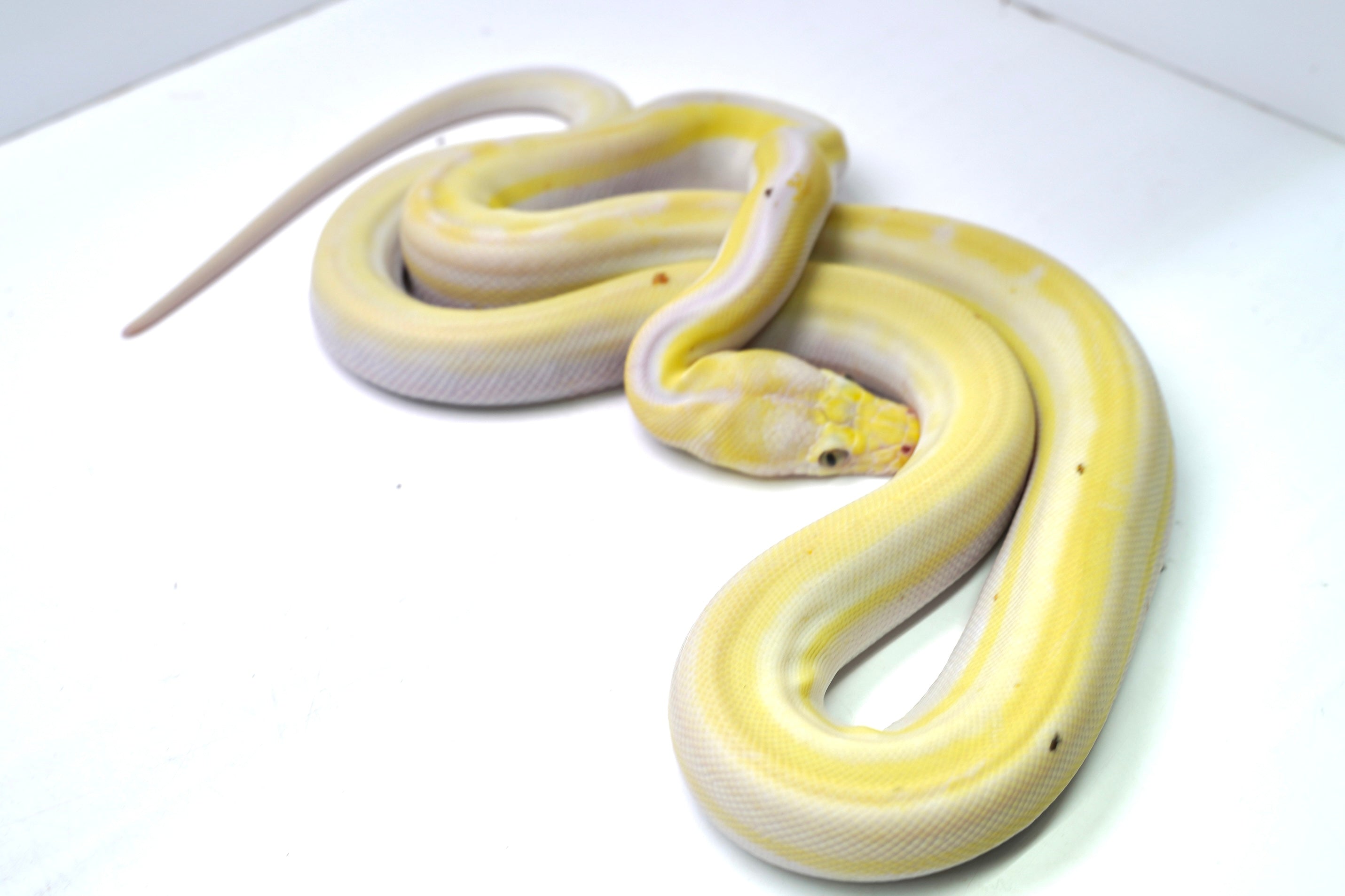 Retuculated Python Cow Female Cow Reticulated Python – New England Reptile - NERD