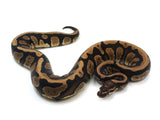 Load image into Gallery viewer, 2021 Female Confusion 66% Pos Het Lavender Albino Ball Python.