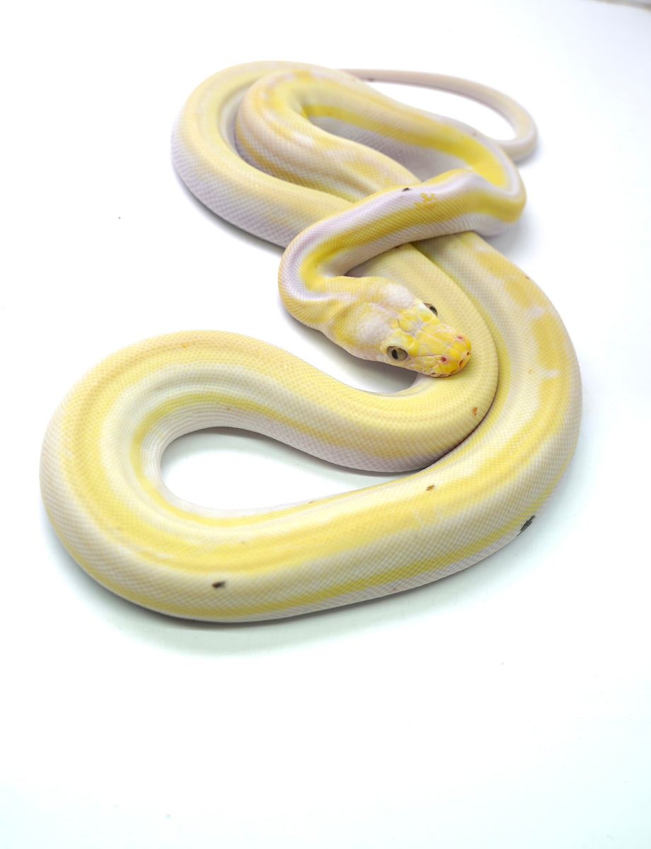 England Python Female Cow Reticulated Python – New England Reptile - NERD