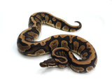 Load image into Gallery viewer, 2021 Female Confusion 66% Pos Het Lavender Albino Ball Python.