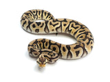 Load image into Gallery viewer, 2021 Female Pastel Crypton Fader Poss Het Piebald