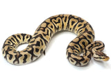 Load image into Gallery viewer, 2021 Female Pastel Crypton Fader Poss Het Piebald