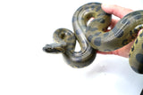 Load image into Gallery viewer, Baby Female Green Anaconda