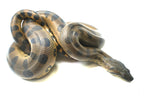 Load image into Gallery viewer, Male Baby Green Anaconda
