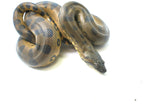 Load image into Gallery viewer, Male Baby Green Anaconda