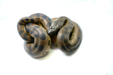 Load image into Gallery viewer, Male Baby Green Anaconda
