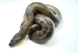 Load image into Gallery viewer, Male Baby Green Anaconda