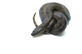 Load image into Gallery viewer, Male Baby Green Anaconda