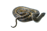Load image into Gallery viewer, Male Baby Green Anaconda