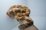 Load image into Gallery viewer, VPI Aztec Boa Constrictor