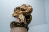 Load image into Gallery viewer, VPI Aztec Boa Constrictor
