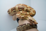 Load image into Gallery viewer, VPI Aztec Boa Constrictor