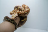 Load image into Gallery viewer, VPI Aztec Boa Constrictor