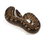 Load image into Gallery viewer, 2023 Female Het Candy Het Pied Ball Python