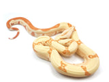 Load image into Gallery viewer, 2021 Female S. Sunglow Lipstick Kahl Albino Jungle IMG Boa Constrictor - SMOKING!!-