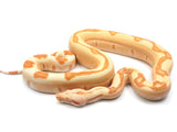 Load image into Gallery viewer, 2021 Female Lipstick Sunglow Jungle Boa Constrictor - WOW.