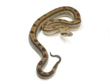 Load image into Gallery viewer, 2021 Female Anerythristic Motley Fire Possible Het Khal Albino Boa Constrictor.