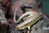 Load image into Gallery viewer, Schneider’s Skink