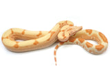 Load image into Gallery viewer, 2021 Female Lipstick Sunglow Jungle Boa Constrictor NICE.