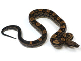 Load image into Gallery viewer, 2021 Female Motley Het Burke T+ Boa Constrictor.