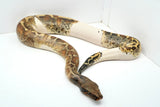 Load image into Gallery viewer, Pied Blood 50% Poss Het Albino