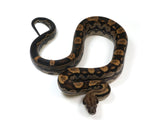 Load image into Gallery viewer, 2021 Female Motley Het Burke T+ Boa Constrictor.