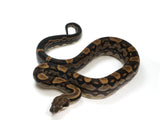 Load image into Gallery viewer, 2021 Female Motley Het Burke T+ Boa Constrictor.