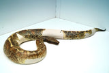 Load image into Gallery viewer, Pied Blood 50% Poss Het Albino