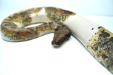 Load image into Gallery viewer, Pied Blood 50% Poss Het Albino