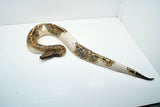 Load image into Gallery viewer, Pied Blood 50% Poss Het Albino