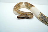 Load image into Gallery viewer, Pied Blood 50% Poss Het Albino