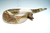 Load image into Gallery viewer, Pied Blood 50% Poss Het Albino