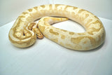 Load image into Gallery viewer, Bumble Bee Mephisto Ball Python