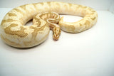 Load image into Gallery viewer, Bumble Bee Mephisto Ball Python