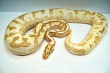 Load image into Gallery viewer, Bumble Bee Mephisto Ball Python