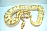 Load image into Gallery viewer, Bumble Bee Mephisto Ball Python