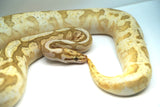 Load image into Gallery viewer, Bumble Bee Mephisto Ball Python